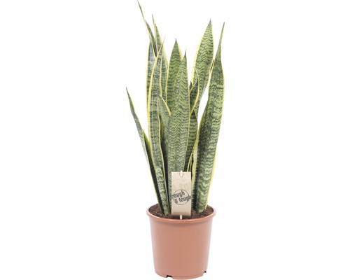 Bowstring Hennep FloraSelf Sansevieria trifasciata 'Laurentii' H 50-60 cm Ø 17 cm pot