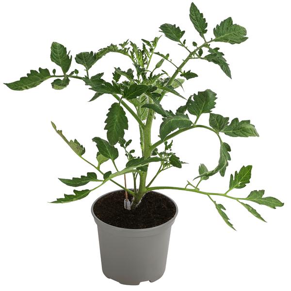 Dehner Gourmet Garten Ochsenherztomate,