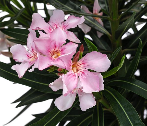 Oleander, Busch