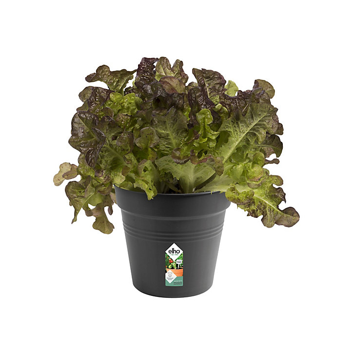 Pot de culture Green basics 15 cm living noir