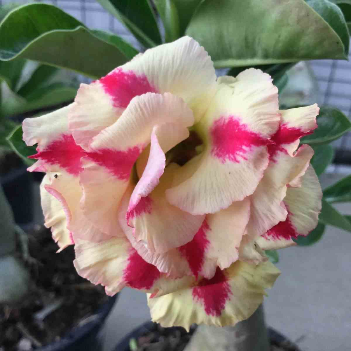 Adenium obesum cv.butterfly dream jaune rose - taille caudex d'environ 2000g 25/30cm très gros caudex
