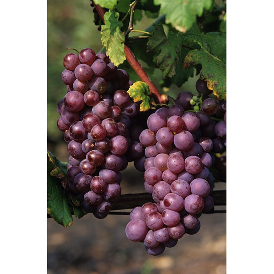 Vigne 'Chasselas Rose' : pot de 1,5 litres
