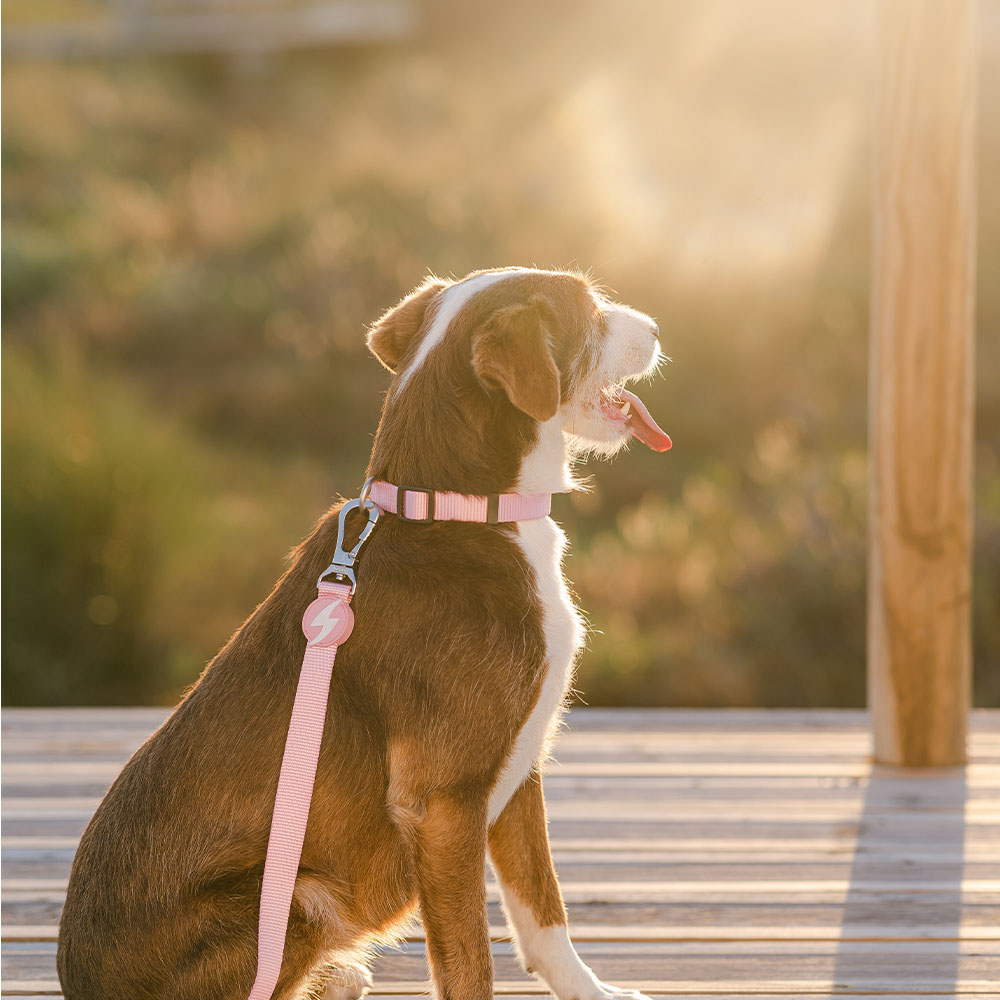 Guia de nylon rosa claro para cães