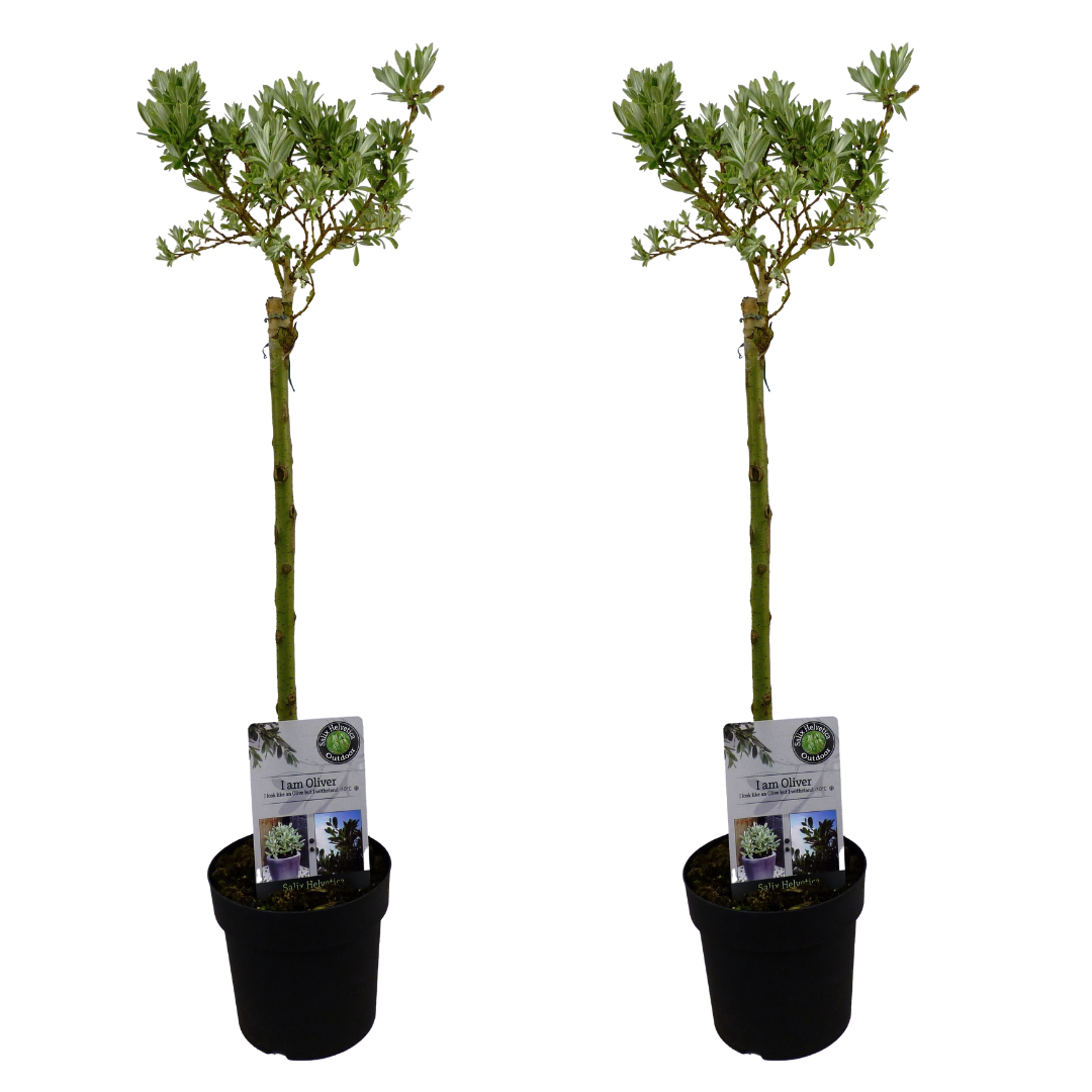 Salix helvetica - saule nain - lot de 2 - arbre - ⌀19 cm - hauteur 80-90 cm