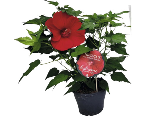 Reuze rode hibiscus FloraSelf Hibiscus moscheutos 'Extreme' H 50-60 cm Co 5 L
