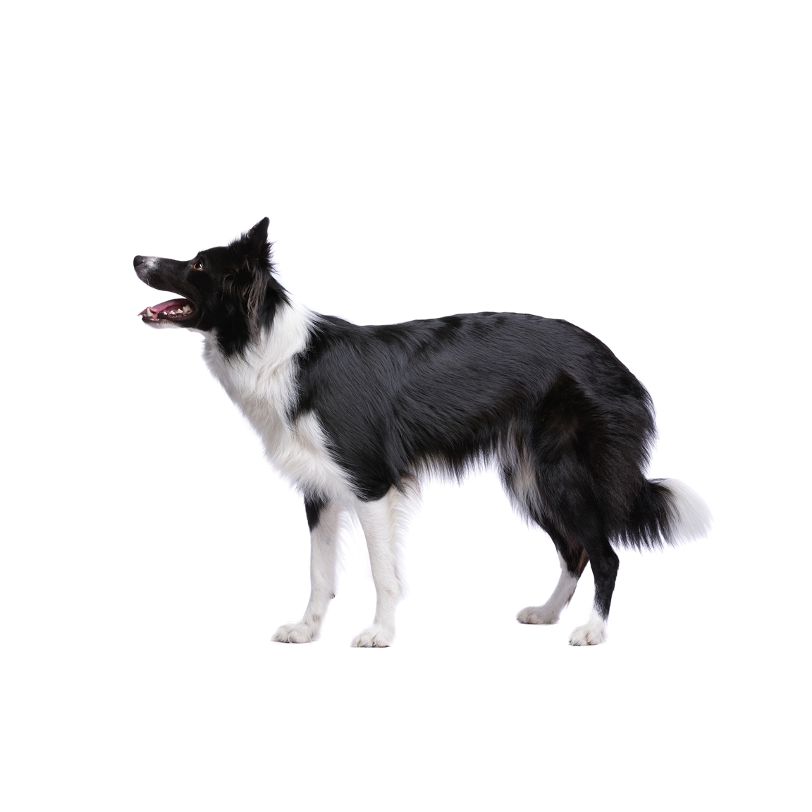Pâte orale Vermi'délice chat/chien