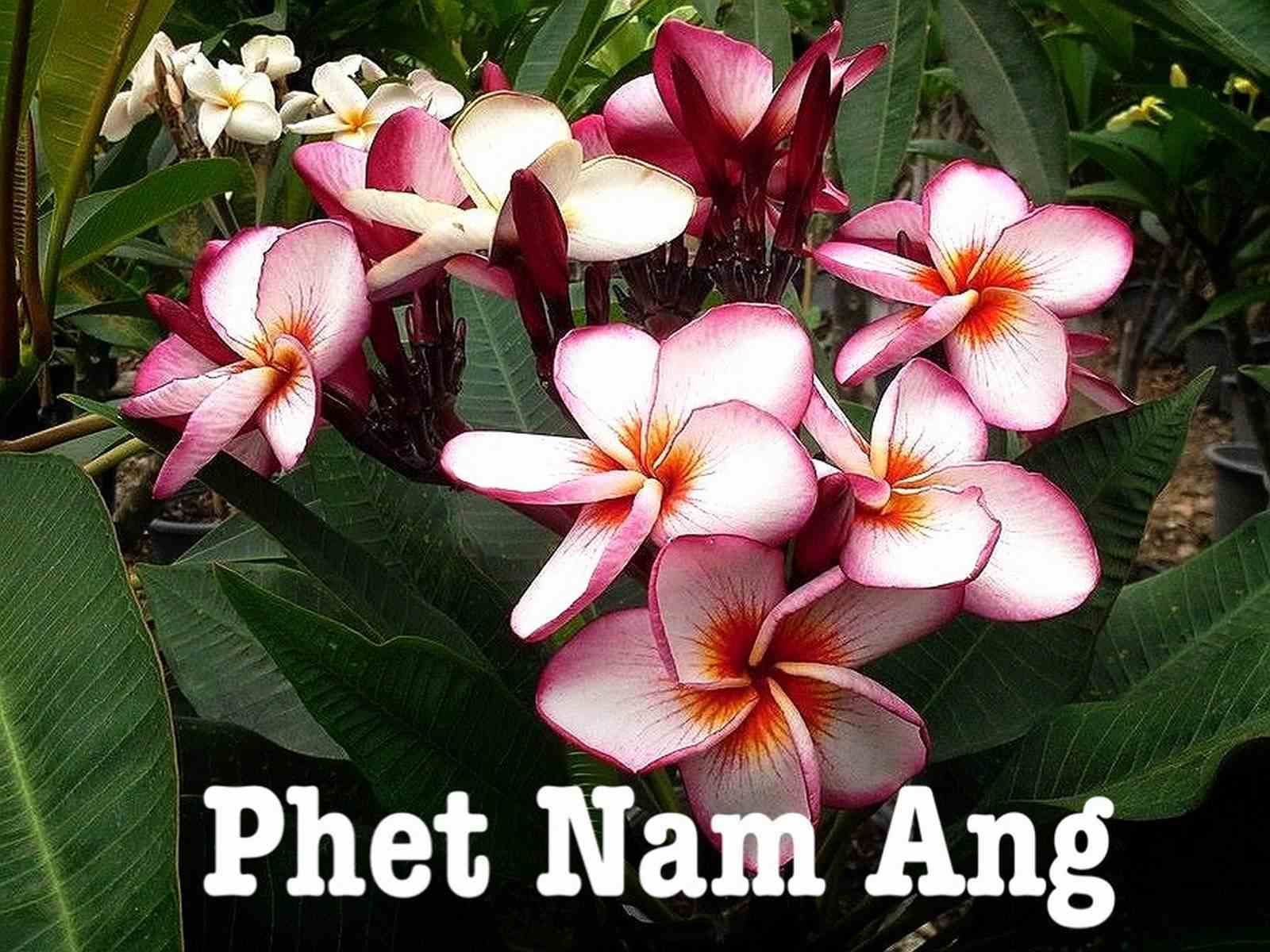 Plumeria rubra 