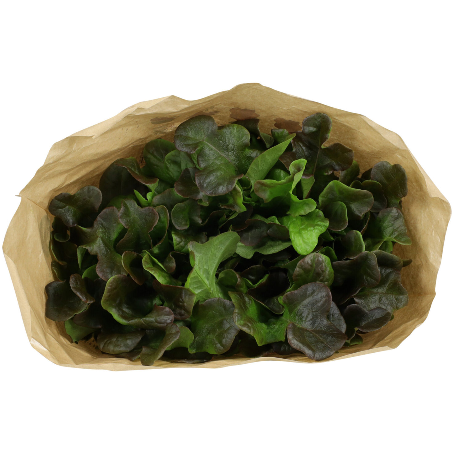 Living Eichblattsalat rot -