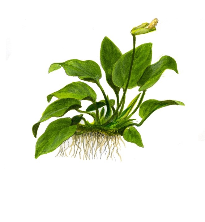 Waterplant Anubias Barteri Nana