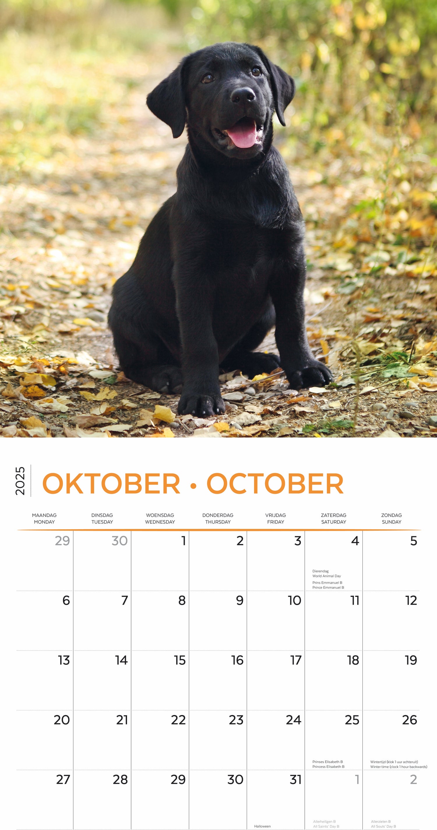 Plenty Gifts kalender labrador puppies 30 x 30 x 0,5 cm