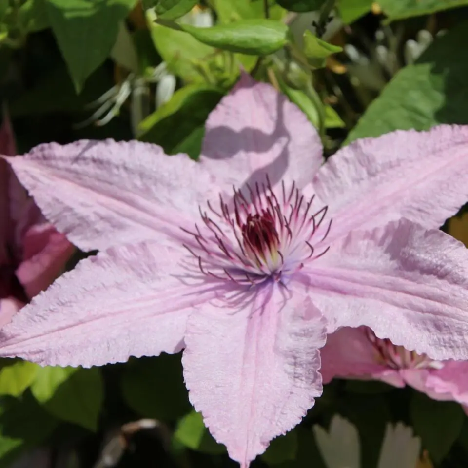 Bosrank - 2 stuks - Clematis 'Hagley Hybrid' - Hoogte 100-120cm - ⌀17cm