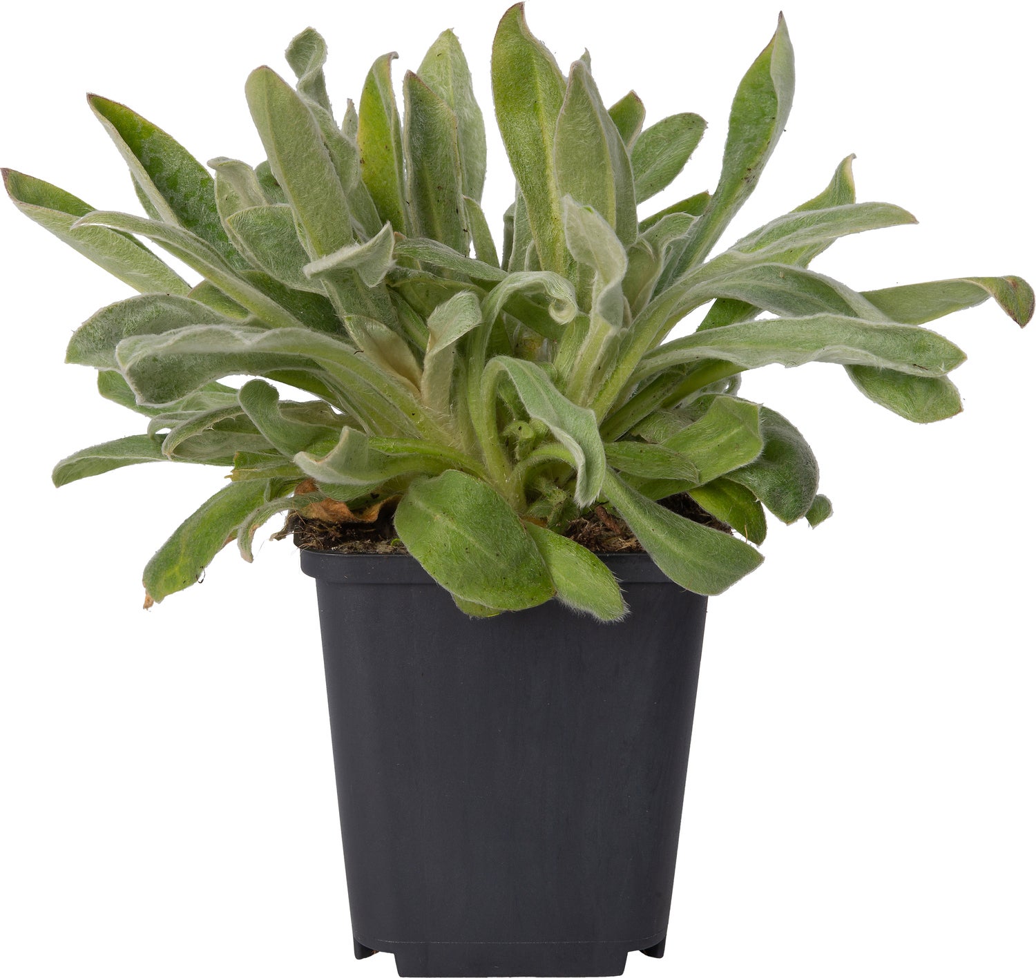 Prikneus (Lychnis coronaria 'Alba') D 9 H 10 cm