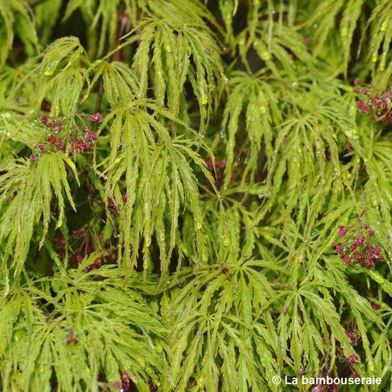 Acer palmatum 'Viridis' Dissectum C3L h.40/60cm