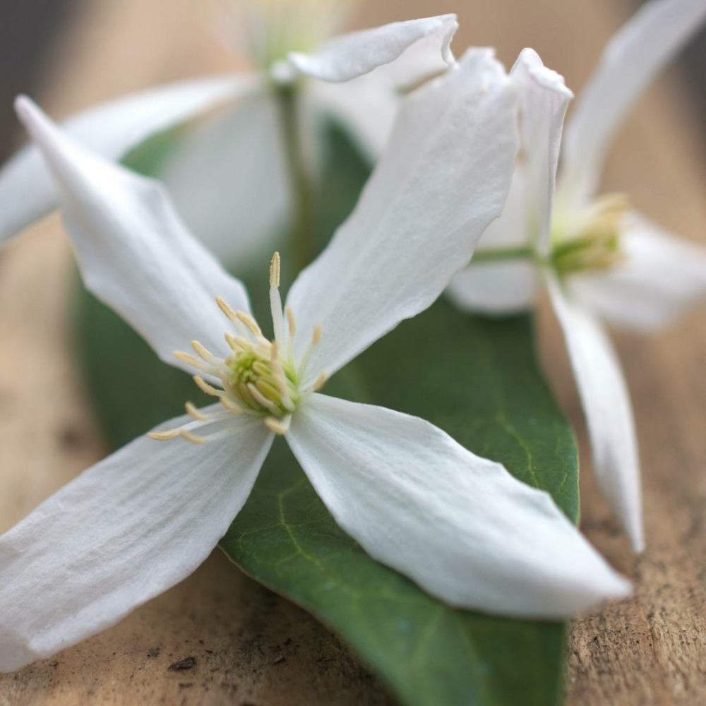 Clématite armandii enham star/clematis armandii enham star[-]pot de 1,5l - tuteur bambou 30/60 cm