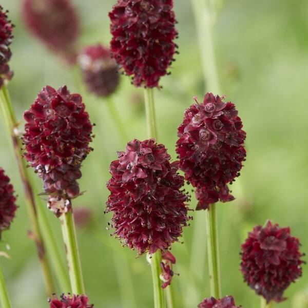 Sanguisorba (Sanguisorba officinalis 'Tanna') D 9 H 10 cm