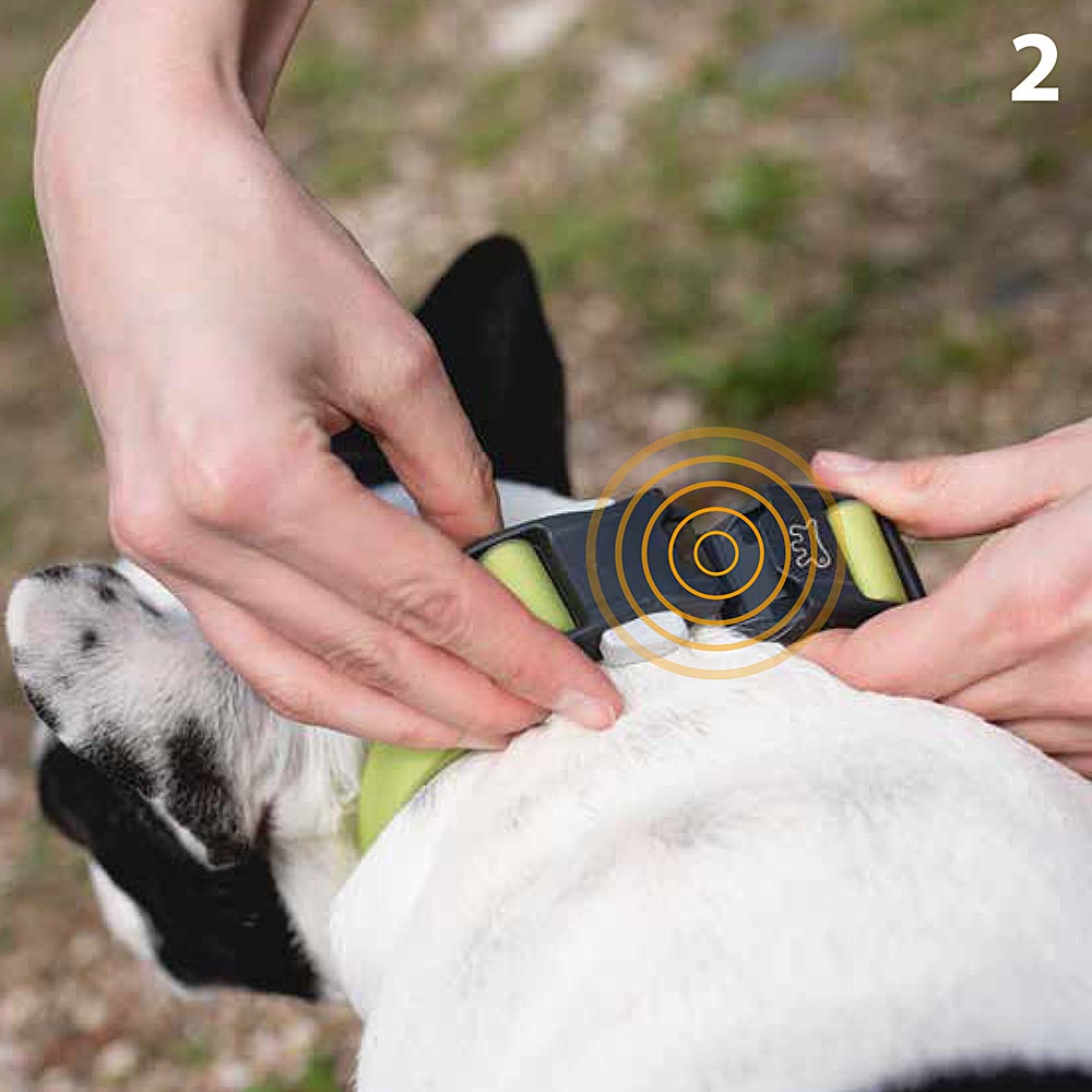 Collier pour chiens evolution c16/32 avec boucle magnétique, hypoallergénique, lavable, taupe