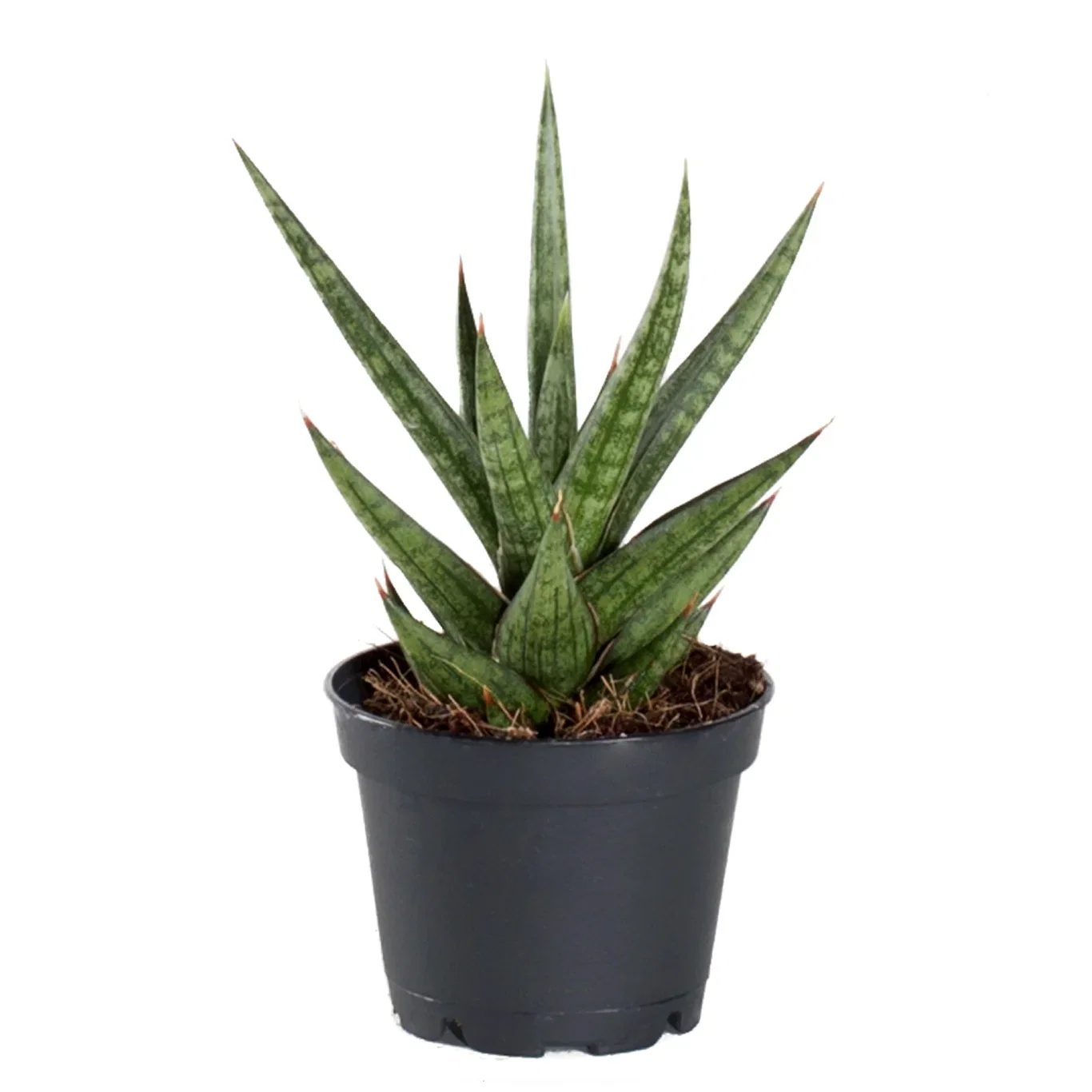 Sculpture plants Miniplanter Høyde 10-15 cm