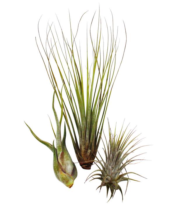 Luftnelken-Set - Tillandsia, 3-teilig