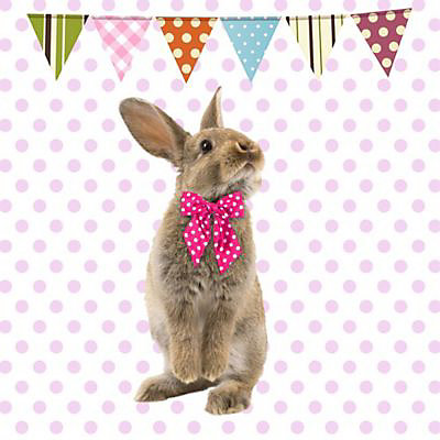 Toile imprimée lapin 30 x 30 cm