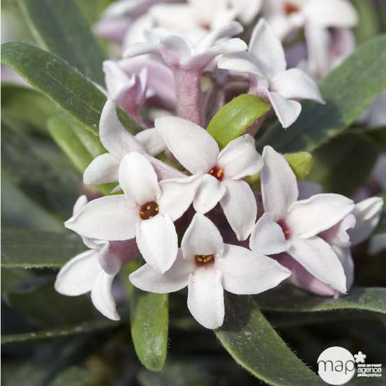 Daphné 'Eternal Fragrance®' pot 10L