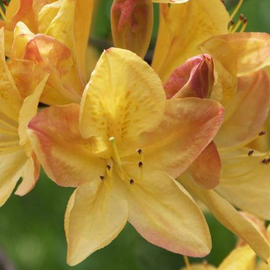 Azalea mollis : arbuste, ctr 12L, 70/80 cm