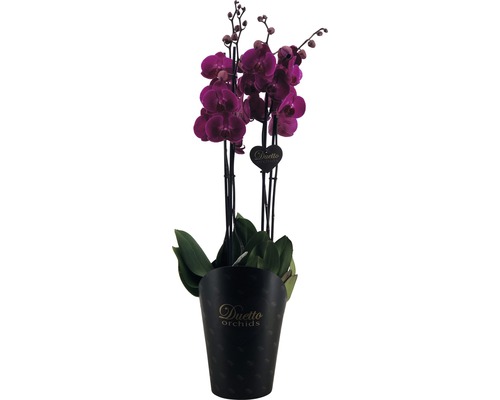 Vlinderorchidee FloraSelf Phalaenopsis hybride H 70-80 cm Ø 17 cm pot 4 bloemaren roze-paars