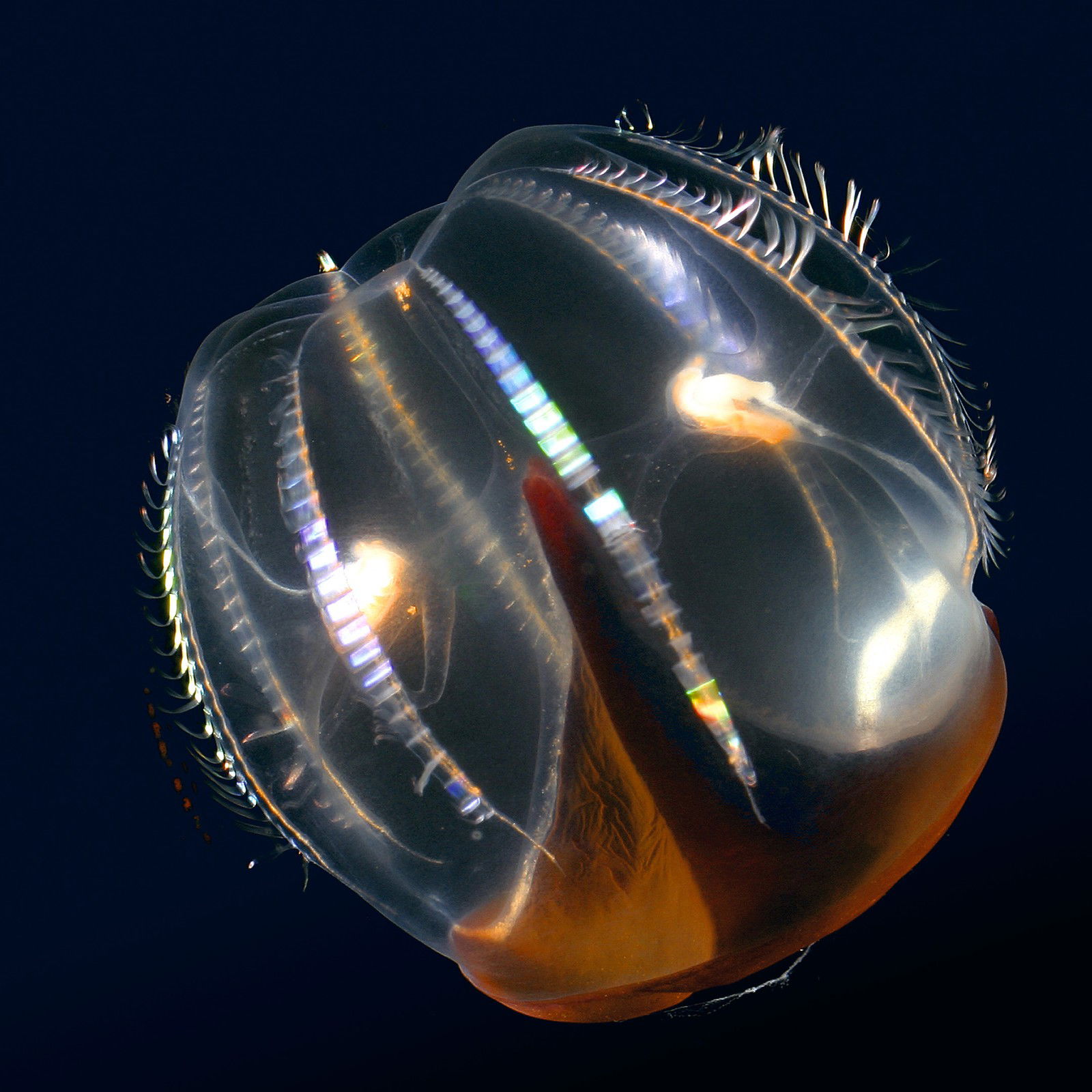 Hidden ocean 7 Cydippid ctenophore by Kevin Raskoff - Limited Edition. Edition of: 150. Signed.
