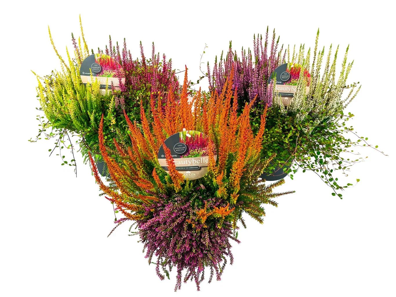 Calluna vulgaris (Beauty Ladies Series) 'Beauty Belle' Høstmix med Røsslyng BEAUTY LADIES  'Beauty Belle' Ø23 cm