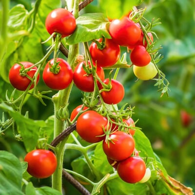 Gemüsesamen Widerstandsfähige Tomaten No. 1