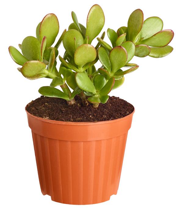 Dickblatt - Crassula cultivars, verschiedene