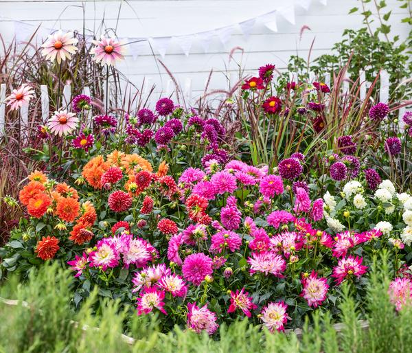 Dahlie, verschiedene Farben