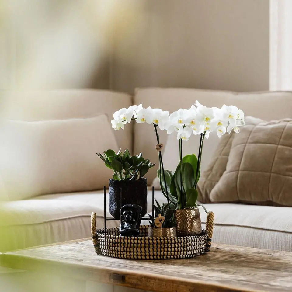 Cadeauset orchidee 'Copper XL' - Phalaenopsis - Hoogte 35cm