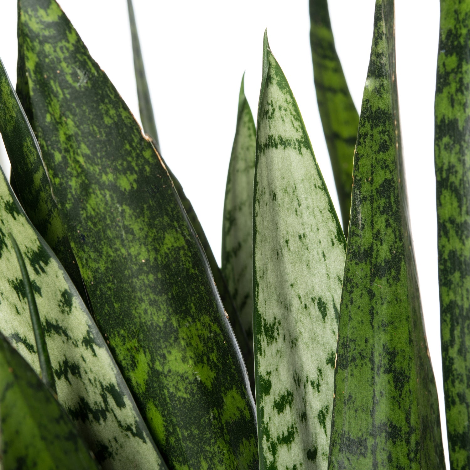 Vrouwentong (Sansevieria zeylanica) D 30 H 100 cm