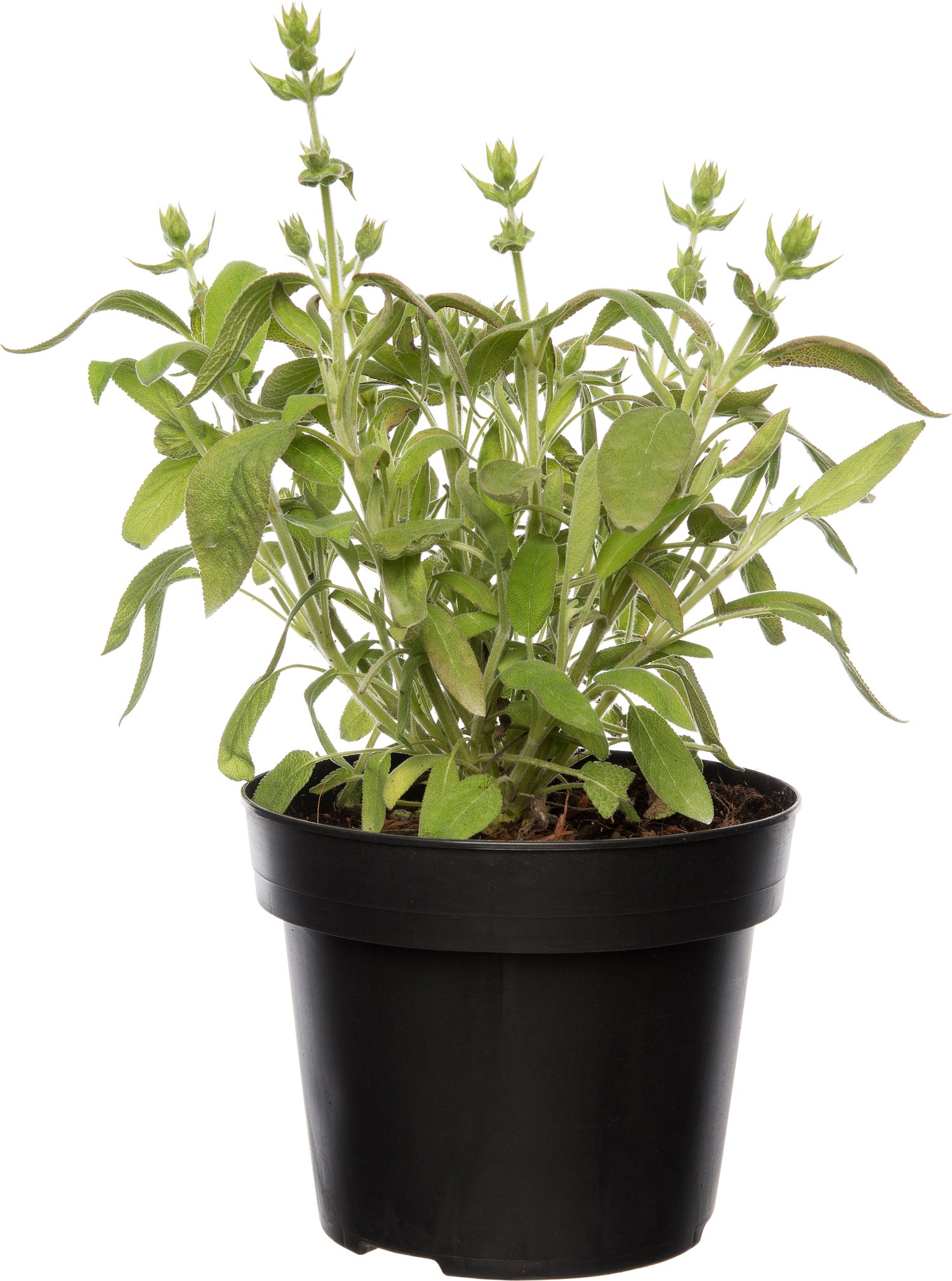 Biologische Salie (Salvia officinalis) D 12 H 15 cm