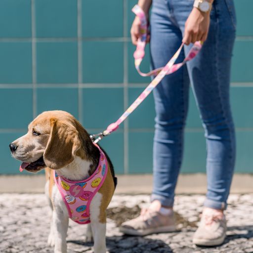 Guia para cães em formato de donut, feita de poliéster, disponível em várias cores.