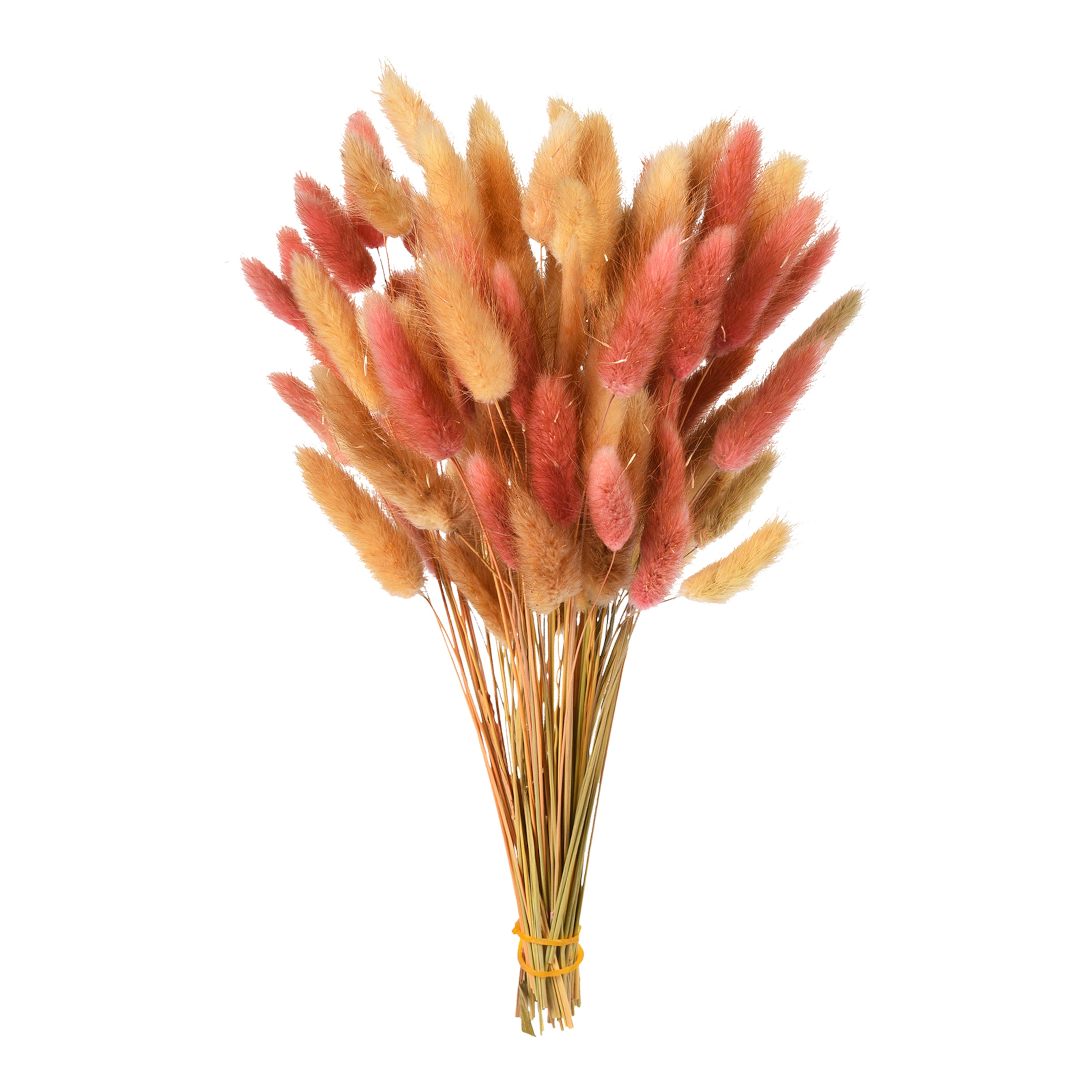 beere, L 28 cm