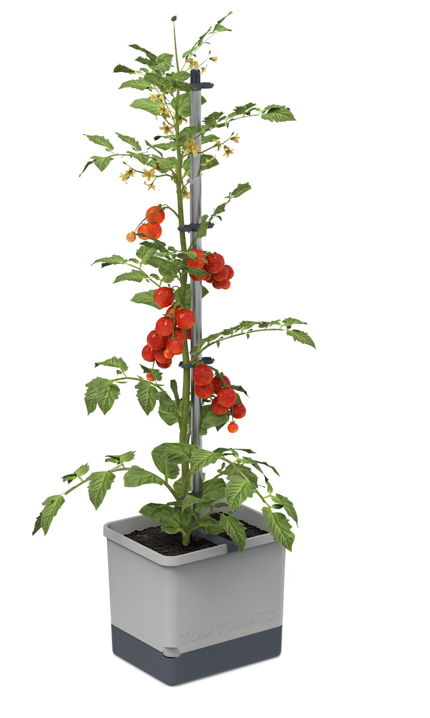 Gusta Garden Tom Tomato mit Bewässerungssystem