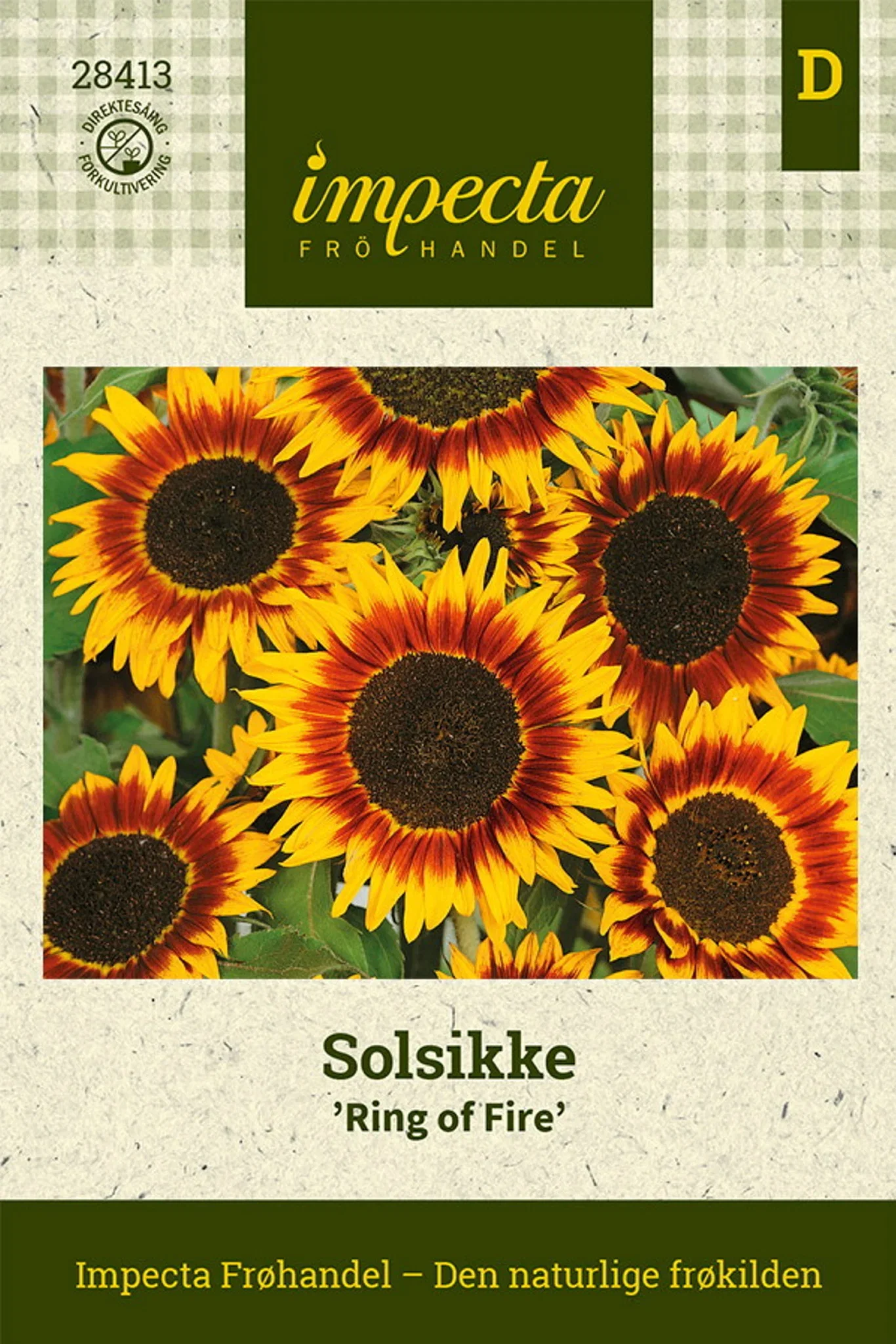 Helianthus annuus 'Ring of Fire' Solsikke 'Ring Of Fire'