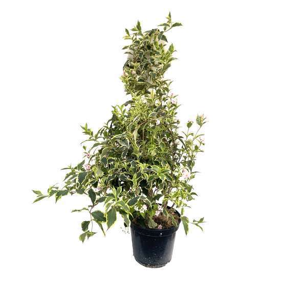 Weigelia florida 'Nana Variegata' Pot 15L