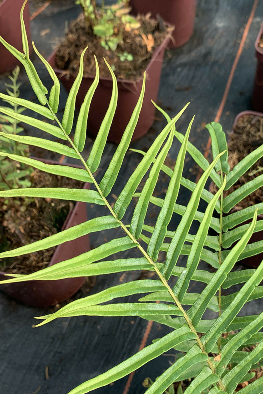 Ptéris rubané - 3l