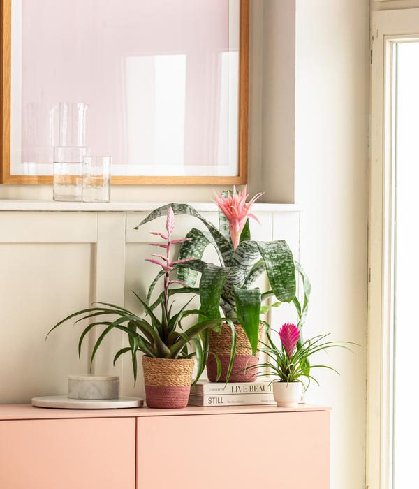 Lanzenrosette - Aechmea fasciata
