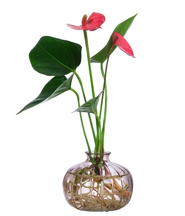 Waterplant Flamingoblume im rosa Glas -