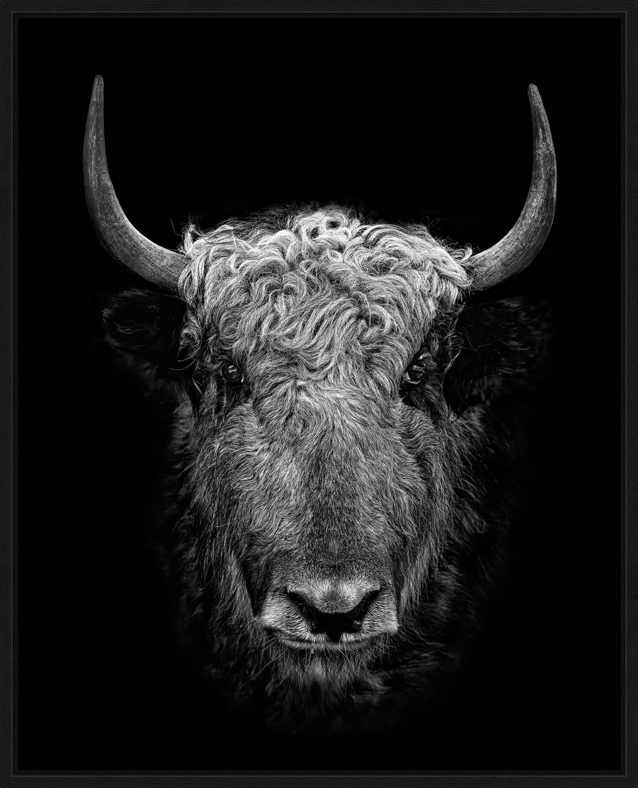 YAK II by Claudio Gotsch - Limited Edition. Edition of: 150. Signed.