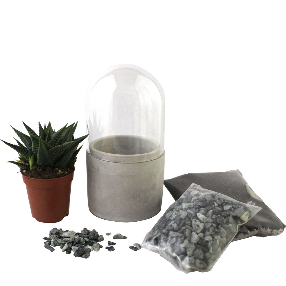 Mini kit terrarium succulente vert
