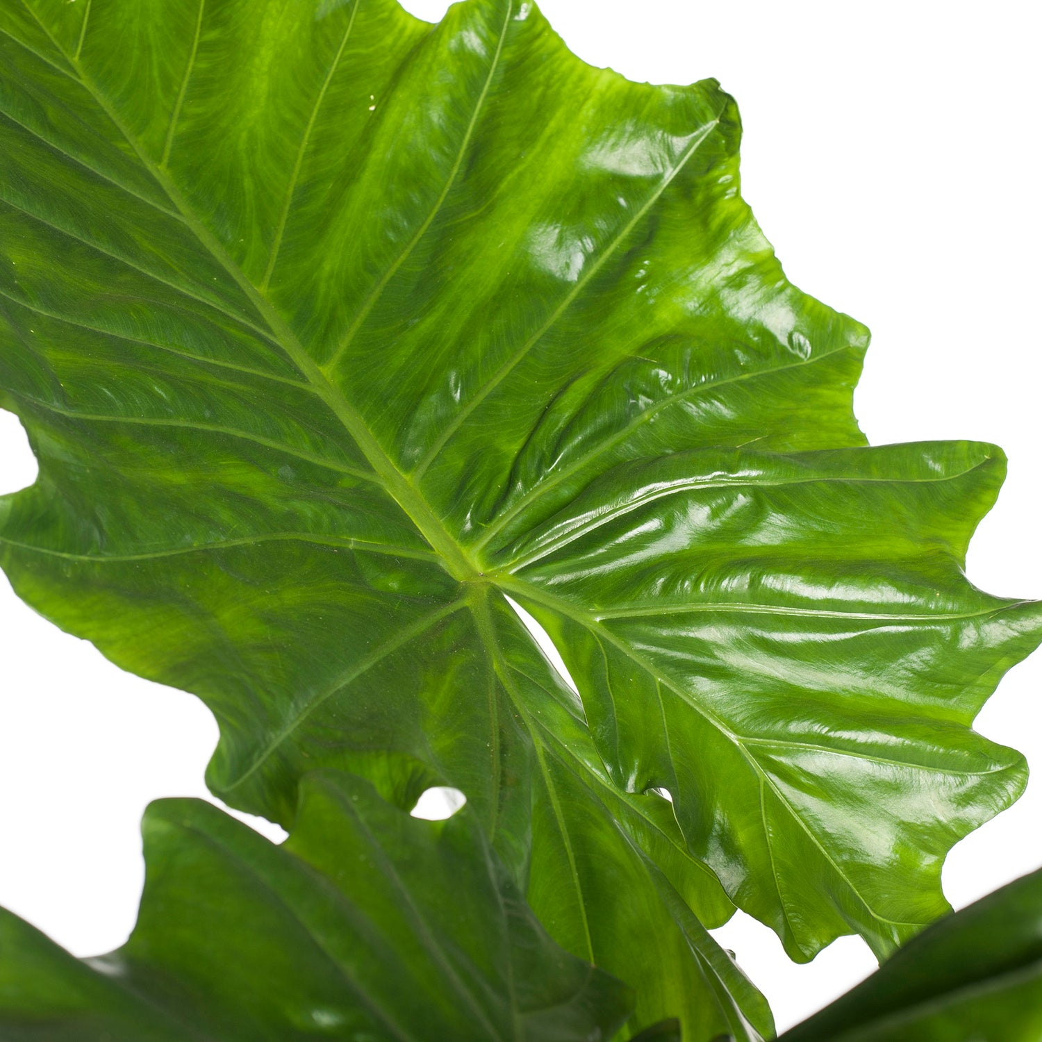 Olifantsoor (Alocasia 'Portodora') D 35 H 120 cm