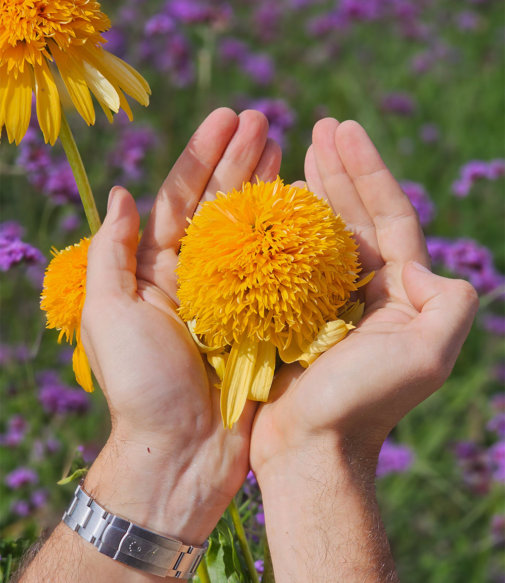 Echinacea 'Cheerleader® Yellow'