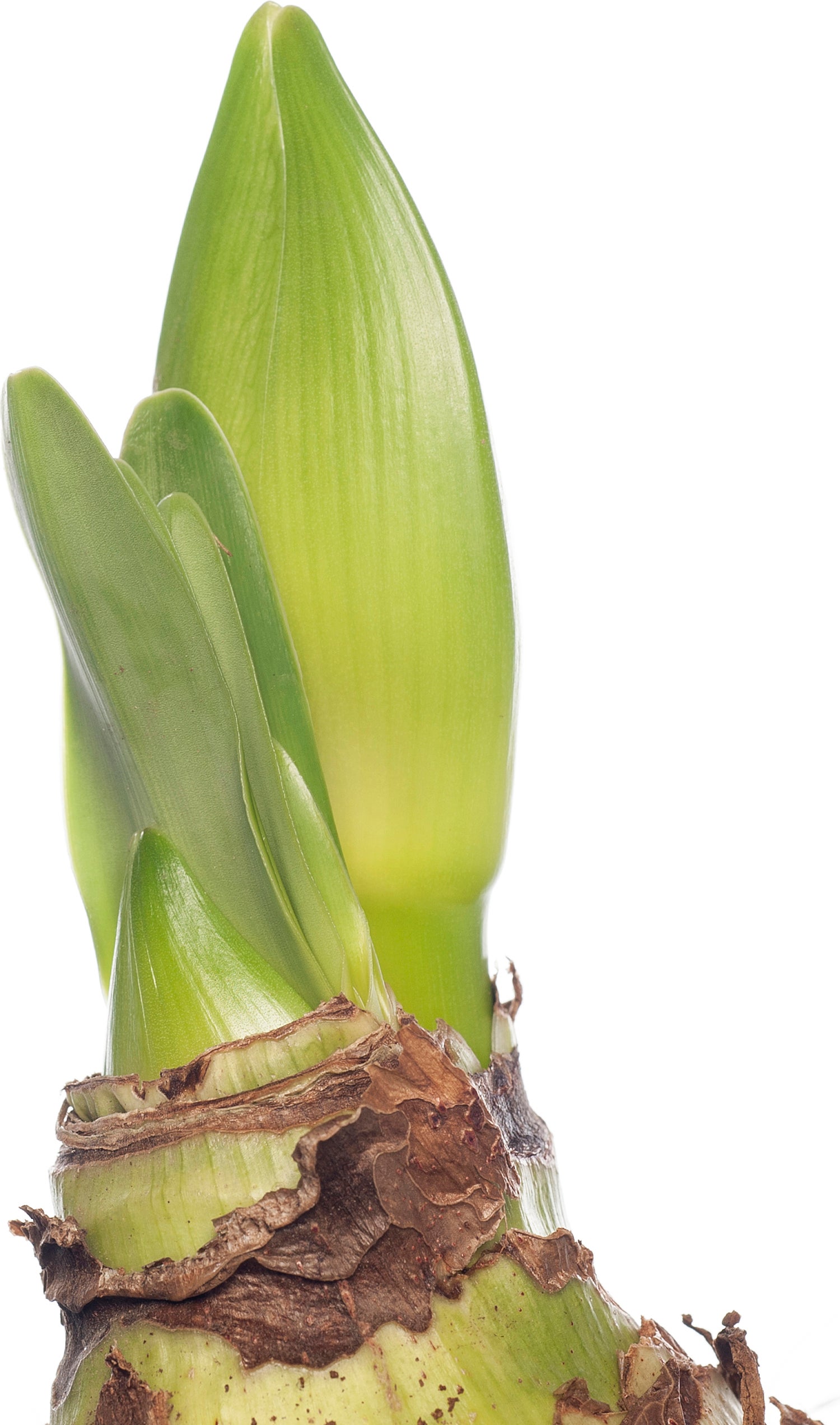 Amaryllis (Hippeastrum 'Royal Red') D 14 H 25 cm