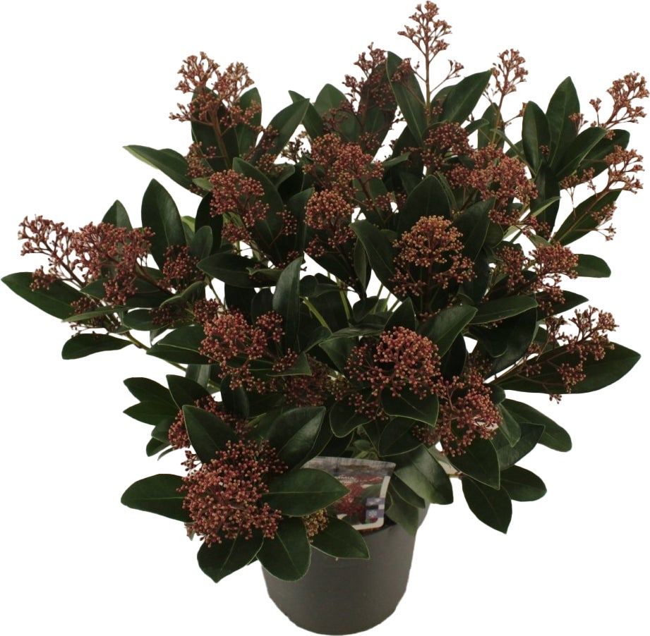 Skimmia (Skimmia japonica 'Rubella') D 19 H 30 cm
