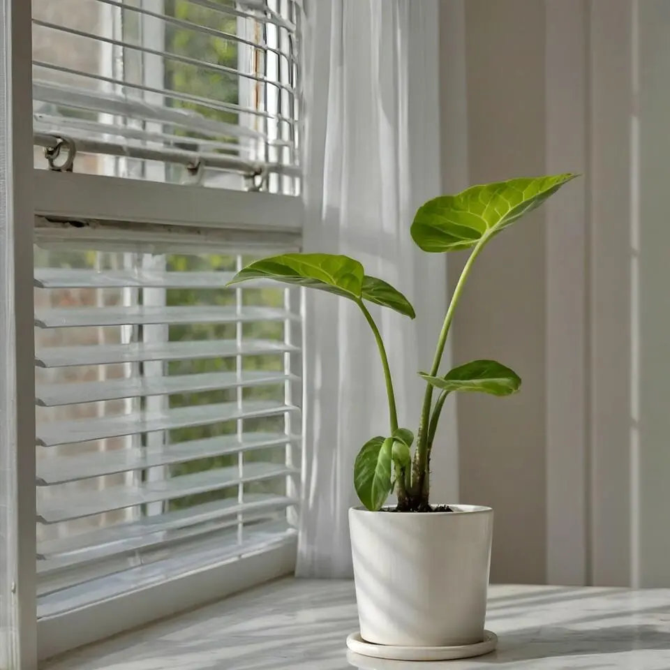 Olifantsoor - Set van 2 - Alocasia 'Macrorrhizos' - Hoogte 60-70cm - ⌀17cm