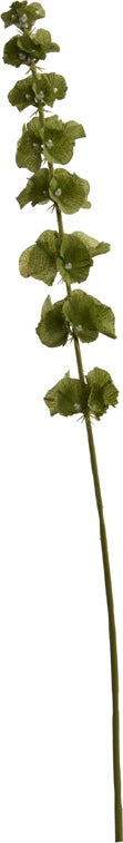 Jasaco kunstbloem Bellen van Ierland groen 74 cm